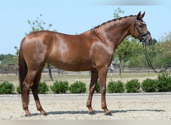 Oldenburg, Giumenta, 6 Anni, 167 cm, Sauro