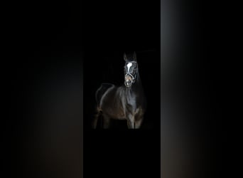 Oldenburg, Giumenta, 6 Anni, 168 cm, Baio scuro