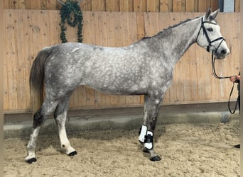 Oldenburg, Giumenta, 6 Anni, 168 cm, Grigio pezzato