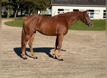 Oldenburg, Giumenta, 6 Anni, 168 cm, Sauro