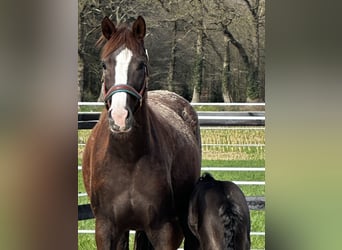 Oldenburg, Giumenta, 6 Anni, 168 cm, Sauro scuro