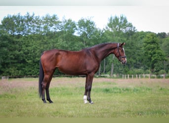 Oldenburg, Giumenta, 6 Anni, 169 cm, Baio