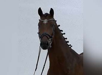 Oldenburg, Giumenta, 6 Anni, 169 cm, Baio