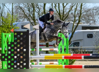 Oldenburg, Giumenta, 6 Anni, 169 cm, Grigio