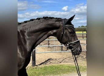 Oldenburg, Giumenta, 6 Anni, 169 cm, Morello