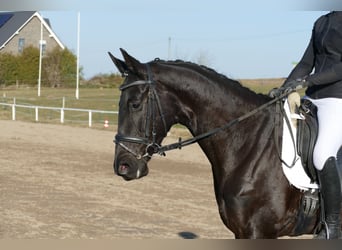 Oldenburg, Giumenta, 6 Anni, 169 cm, Morello