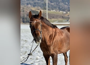 Oldenburg, Giumenta, 6 Anni, 169 cm, Sauro scuro