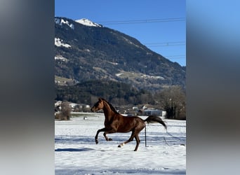 Oldenburg, Giumenta, 6 Anni, 169 cm, Sauro scuro