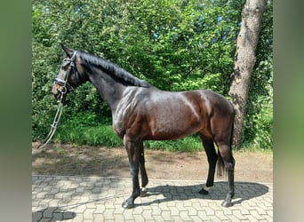 Oldenburg, Giumenta, 6 Anni, 170 cm, Baio scuro