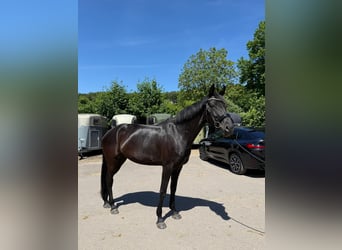 Oldenburg, Giumenta, 6 Anni, 170 cm