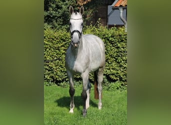 Oldenburg, Giumenta, 6 Anni, 170 cm, Grigio