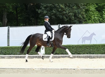 Oldenburg, Giumenta, 6 Anni, 170 cm, Morello