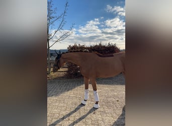 Oldenburg, Giumenta, 6 Anni, 170 cm, Sauro