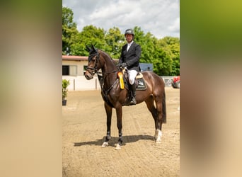 Oldenburg, Giumenta, 6 Anni, 171 cm