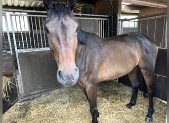 Oldenburg, Giumenta, 6 Anni, 172 cm, Baio