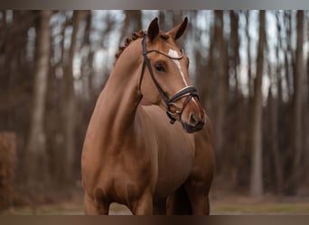 Oldenburg, Giumenta, 6 Anni, 172 cm, Sauro