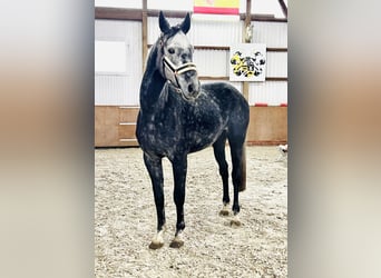 Oldenburg, Giumenta, 6 Anni, 173 cm, Grigio