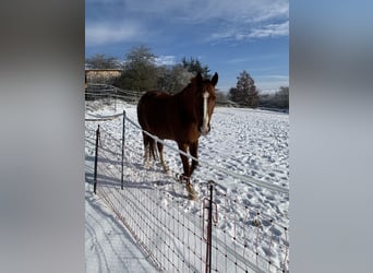 Oldenburg, Giumenta, 6 Anni, 173 cm, Sauro