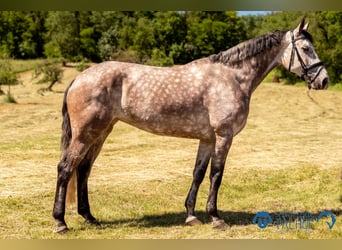 Oldenburg, Giumenta, 6 Anni, 175 cm, Grigio
