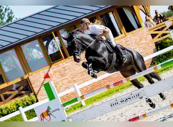 Oldenburg, Giumenta, 6 Anni, 175 cm, Morello