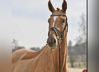 Oldenburg, Giumenta, 6 Anni, 176 cm, Sauro
