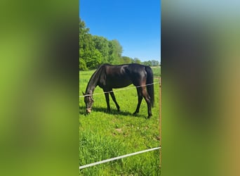 Oldenburg, Giumenta, 6 Anni, 180 cm, Baio nero