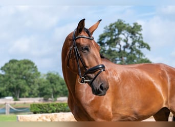 Oldenburg, Giumenta, 6 Anni, Baio ciliegia