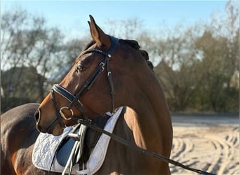 Oldenburg, Giumenta, 6 Anni, Baio scuro