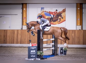 Oldenburg, Giumenta, 7 Anni, 160 cm, Sauro