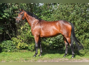 Oldenburg, Giumenta, 7 Anni, 163 cm, Baio