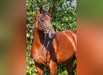 Oldenburg, Giumenta, 7 Anni, 163 cm, Baio