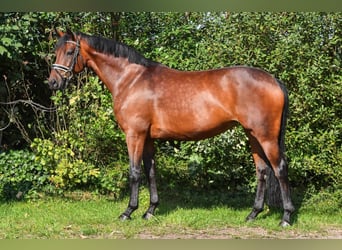 Oldenburg, Giumenta, 7 Anni, 163 cm, Baio