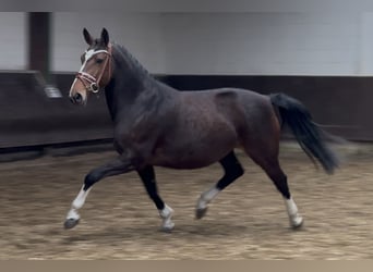 Oldenburg, Giumenta, 7 Anni, 164 cm, Baio nero
