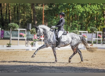 Oldenburg, Giumenta, 7 Anni, 164 cm, Grigio pezzato