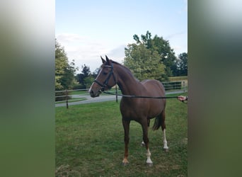 Oldenburg, Giumenta, 7 Anni, 164 cm, Sauro scuro