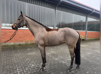 Oldenburg, Giumenta, 7 Anni, 165 cm, Baio