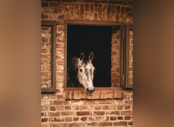 Oldenburg, Giumenta, 7 Anni, 165 cm, Grigio