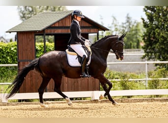 Oldenburg, Giumenta, 7 Anni, 165 cm, Morello