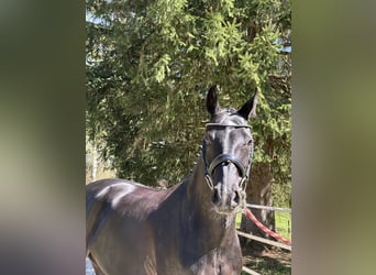 Oldenburg, Giumenta, 7 Anni, 165 cm, Morello