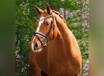 Oldenburg, Giumenta, 7 Anni, 165 cm, Sauro