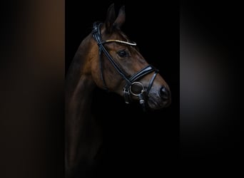 Oldenburg, Giumenta, 7 Anni, 166 cm, Baio