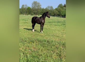 Oldenburg, Giumenta, 7 Anni, 166 cm, Baio nero