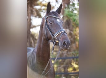 Oldenburg, Giumenta, 7 Anni, 167 cm, Baio nero