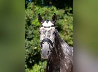 Oldenburg, Giumenta, 7 Anni, 167 cm, Grigio pezzato