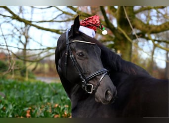 Oldenburg, Giumenta, 7 Anni, 167 cm, Morello