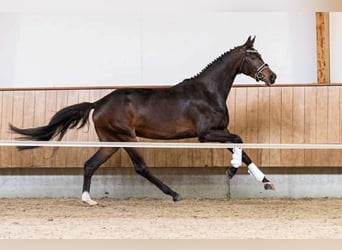 Oldenburg, Giumenta, 7 Anni, 168 cm, Baio