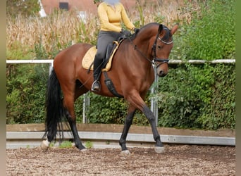 Oldenburg, Giumenta, 7 Anni, 168 cm, Baio