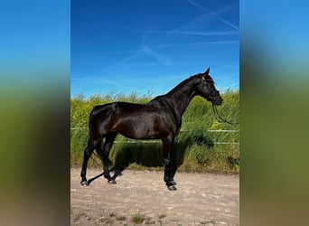 Oldenburg, Giumenta, 7 Anni, 168 cm, Baio nero