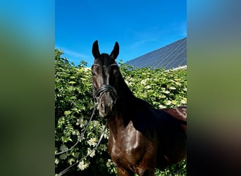 Oldenburg, Giumenta, 7 Anni, 168 cm, Baio nero