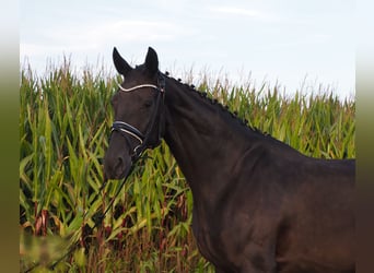 Oldenburg, Giumenta, 7 Anni, 168 cm, Morello